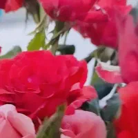گلخانه دز
