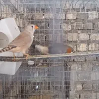 یک جفت فنچ زبرا کینگ اروپایی