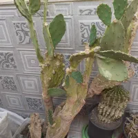 کاکتوس