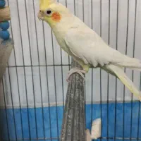 هلندی