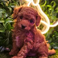 توله سگ توی پودل