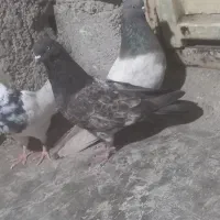 پرنده