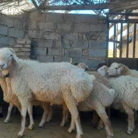 ۱۲عدد بره و یک عدد قوچ موقانی درجه یک ب فروش میرسد