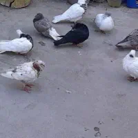 معاوضه مرغ با کبوتر مریض و کت