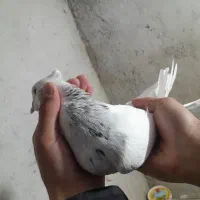 کبوتر طوقی