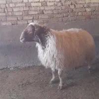 قوچ|حیوانات مزرعه|ماهیدشت, |دیوار