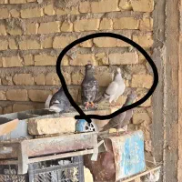 سه تا ماده دم سفید بندی جوون|پرنده|صدرا-فارس, فاز ۱|دیوار