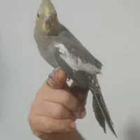 عروس هلندی نر|پرنده|مشهد, توس فردوسی|دیوار