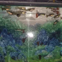 ماهی گوپی درجه یک|ماهی|مرند, |دیوار