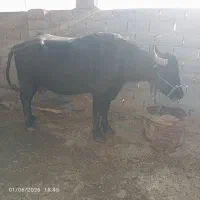 گاومیش منجر