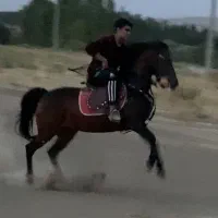 مادیان کرد افشار