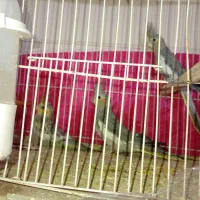 عروس هلندی  ابلق .. اهویی