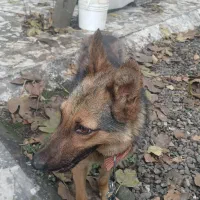 واگذاری رایگان سگ ژرمن