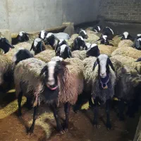 گوسفند اصلاح شده شال تعداد 31 راس میش 1 راس قوچ