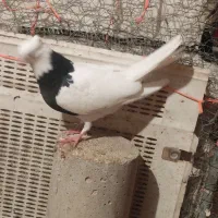 دو جفت جوجه طوق پاییزی|پرنده|ایلام, |دیوار