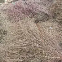 جارو (شهرداری)