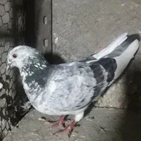 کبوتر|پرنده|تهران, عبدل‌آباد|دیوار