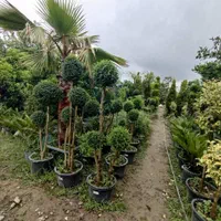 مورت چند کله وتک کله ، لیگستروم و یاس هلندی پیوندی