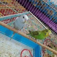 تو عدد مرغ عشق رام ۶۰۰تومان