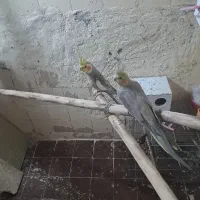 عروس|پرنده|قم, شهرک امام حسن|دیوار