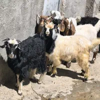 بزغاله