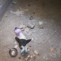 سگ پا کوتا نژاد دار