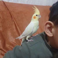 یک جفت عروس هلندی جوان و سالم