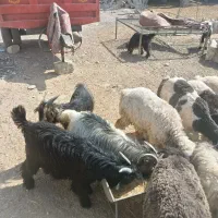 بیگ نر فروشی