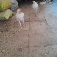 مرغ خروس