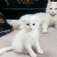 واگذاری بچه گربه بریتیش،اسکاتیش