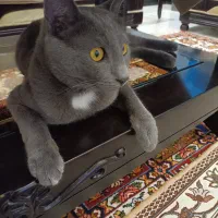گربه گمشده