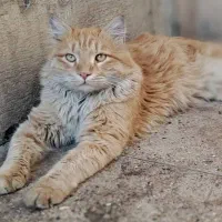 واگذاری گربه رایگان