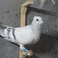 شامی کاکلی نر