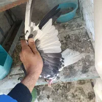 کبوتر شهری گلدار|پرنده|مرودشت, رامجرد یک|دیوار