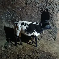 گوساله ماده دورگ|حیوانات مزرعه|انگوران, |دیوار