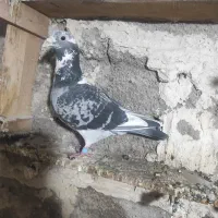 گوی‌الا نر از هواز برام آوردن