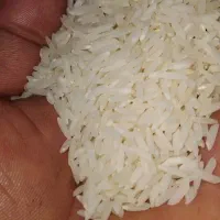 برنج هاشمی درجه یک ۱۰ کیلو دارم واسع فروش