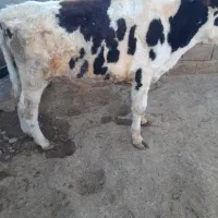 گوساله نر|حیوانات مزرعه|شیرین‌سو, |دیوار