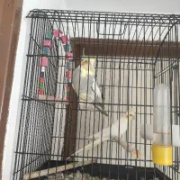 یک جفت عروس هلندی