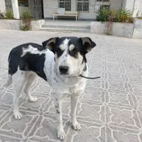 گمشده|حیوانات|جهرم, |دیوار