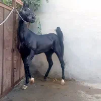 کشش از اسب عرب مشکی باقیمت مناسب