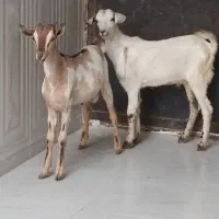 نری گوشتی وچاق