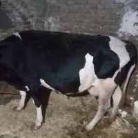 گاو ماده خشک