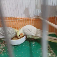 جفت مولد عروس هلندی|پرنده|دامغان, |دیوار