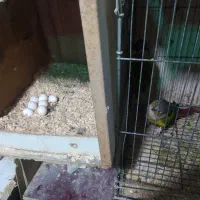 تخم گرین چیک  نطفه دار