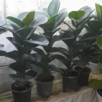 پک اقتصادی روز مادر|حراج|همدان, |دیوار