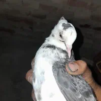 کبوتر طوقی پشتک زن معاوضه با ۶تا کبوتر