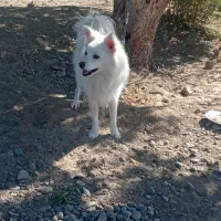 سگ پامرین عروسکی