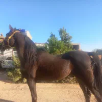 اسب نریان کرد|اسب و تجهیزات اسبسواری|مهریز, |دیوار