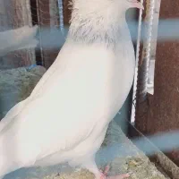 کله ای|پرنده|بم, |دیوار